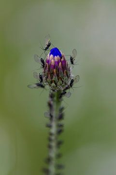 korenbloem van ton vogels