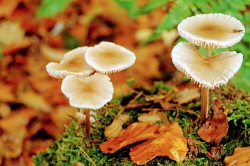 paddenstoelen van Esther Tonnaer
