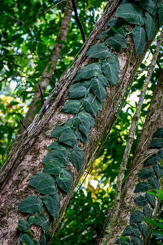 Klimopplant in Corcovado – De verborgen details van de jungle