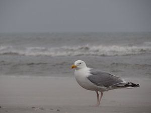 Stormmeeuw in de storm