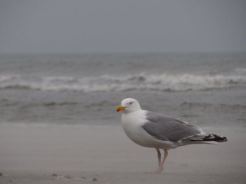 Stormmeeuw in de storm