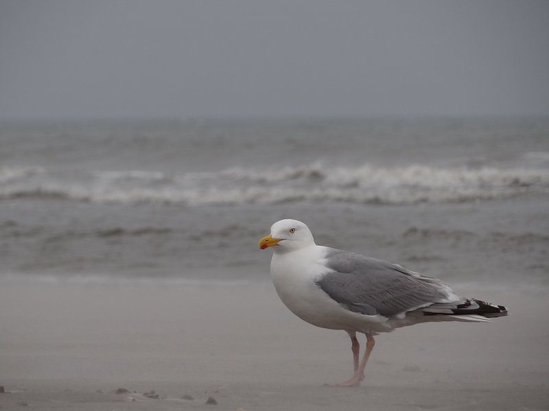 Möwe im Sturm von Be-eR fotografeert