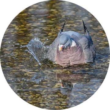 Houtduif / Common Wood Pigeon