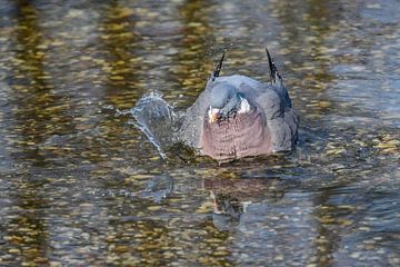 Pigeon ramier sur Henk de Boer