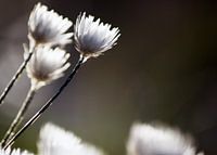 Witte bloemen III #pantheraafrica