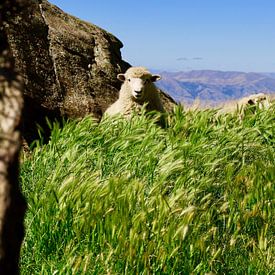 New Zealand: Sheep on Roys Peak – Purity and Power of Nature by Be More Outdoor