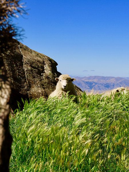 Nieuw Zeeland: Schapen van Be More Outdoor