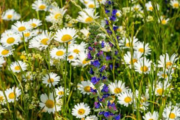 Vlinderweide bloeit in de lente van Animaflora PicsStock