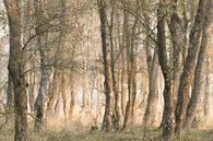 mist in herfstbos van Marjo Snellenburg thumbnail