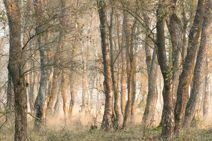 mist in herfstbos van Marjo Snellenburg