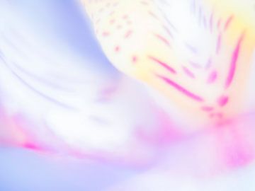 In the breath of blossom by Jana Nowak