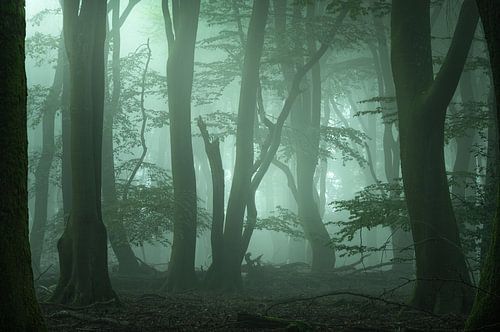 Halberdiers of Westwood – Mystical Forest Landscape