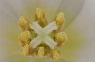Captive, Tulp Macrofotografie by Watze D. de Haan thumbnail