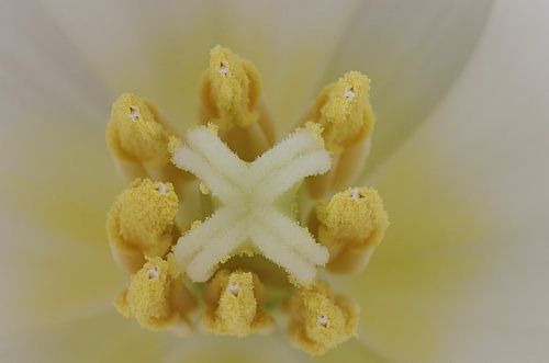 Captive, Tulp Macrofotografie