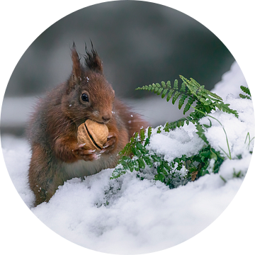 Eekhoorn met een walnoot in de sneeuw. van Albert Beukhof