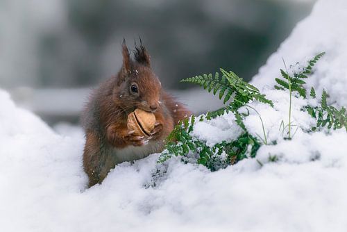Eekhoorn met een walnoot in de sneeuw.
