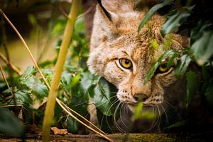 Unterholz von Tierfotografie.Harz