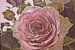 La Rose Rose sur Nina IoKa