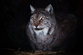 Ronde et ironique, un grand lynx dans l'obscurité sur Michael Semenov