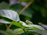 Boomkikker - De Denker | Natuur met Youri