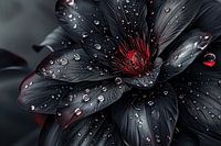 Tiefschwarze Eleganz: Bezaubernde florale Schönheit mit dezenten roten Akzenten