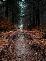 Forest walk