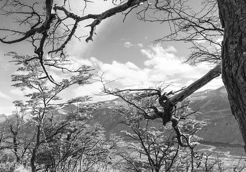 La beauté sauvage de la Patagonie #4