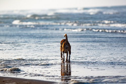 Beagle op het strand