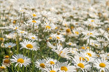 Close-up of ox-eye daisies by Ruud Morijn
