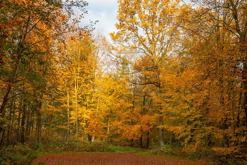 Forest in autumn colours by Gert Hilbink