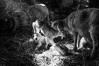 Lammetje springt door stal