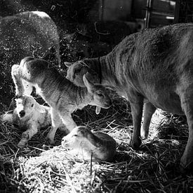 Lamb jumps through stable by Danai Kox Kanters