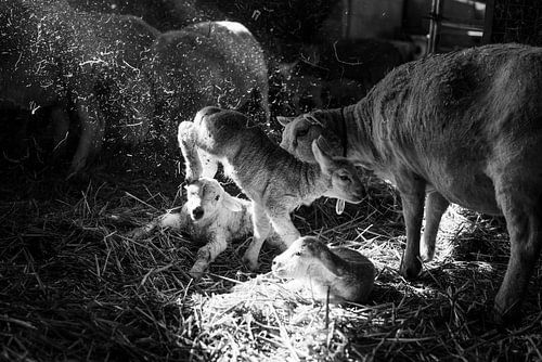 Lamm springt durch Stall von Danai Kox Kanters