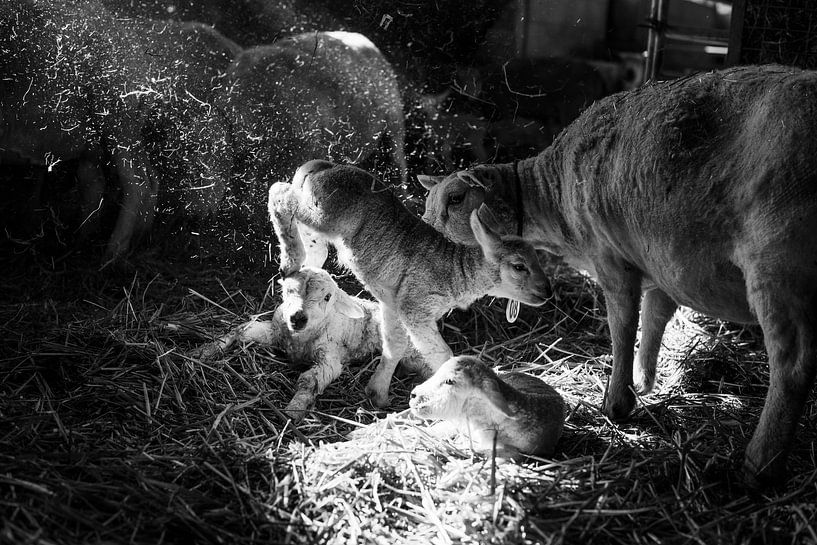 Lammetje springt door stal van Danai Kox Kanters