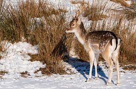 Fallow deer in the snow Amsterdam Water Supply Dunes by Merijn Loch