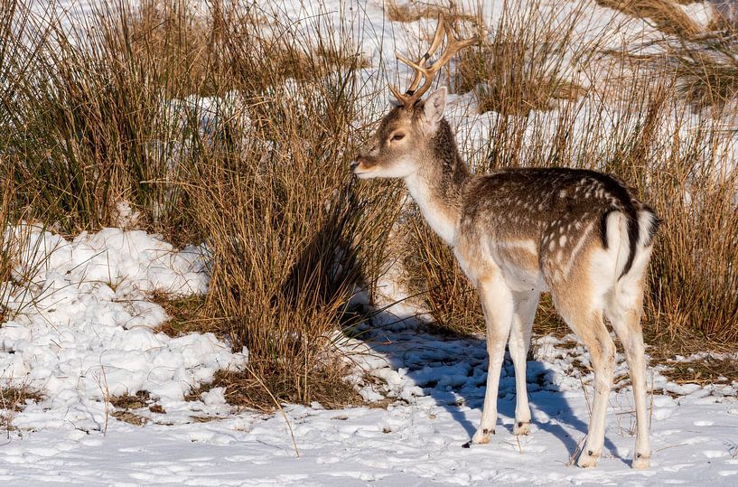 Damhert in de sneeuw Amsterdamse Waterleidingduinen van Merijn Loch