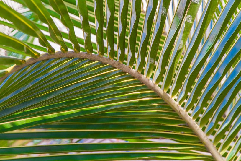 Palm leaf by Tim van Breukelen