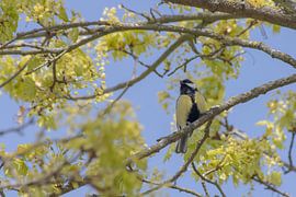 Kohlmeise auf Ast von Krijn van Leeuwen