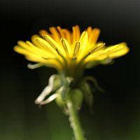 Paardebloem.