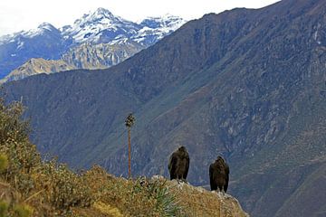 Andean condor by Antwan Janssen