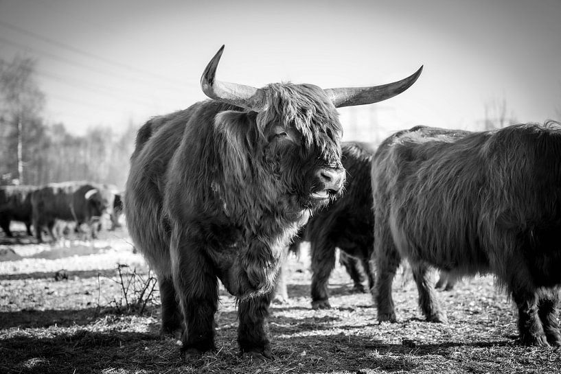 Scottish highlander by Daphne Jonkers