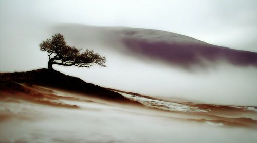 Winderig silhouet in grijs