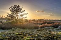 Loonse- und Drunense-Dünen