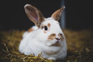 Kaninchen Coco