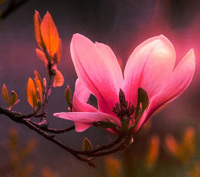 Magnolia bloesem in magisch licht van Max Steinwald