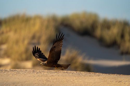 Zwarte wouw met wijde vleugels op het strand