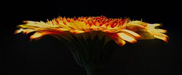 Gerbera by Dick Jeukens