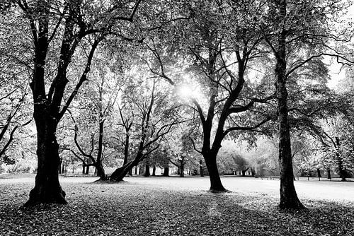 Park met achtergrondverlichting