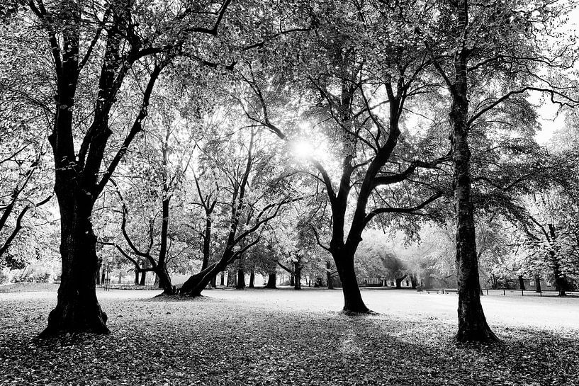 Park im Gegenlicht von Heiko Westphalen
