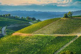 Langhe Vineyards Panorama near Neive, Piedmont, Italy by Stefano Orazzini